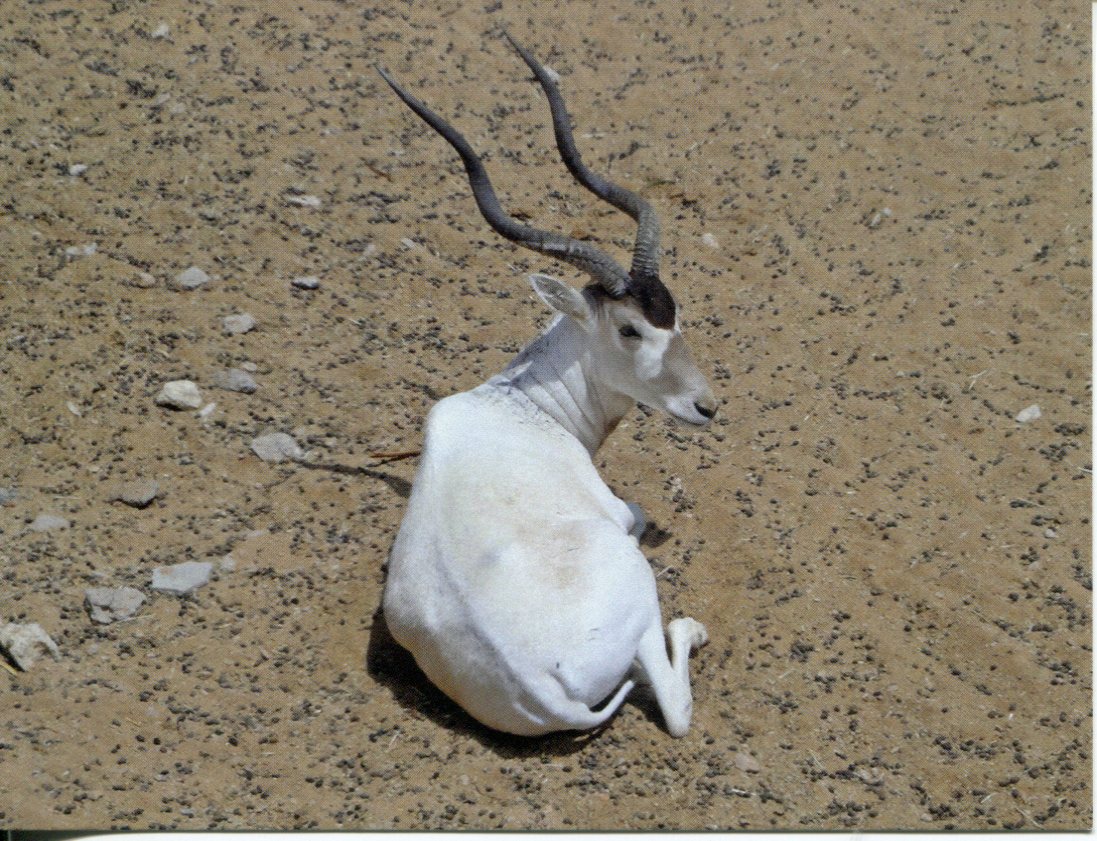 Addax or White Antelope